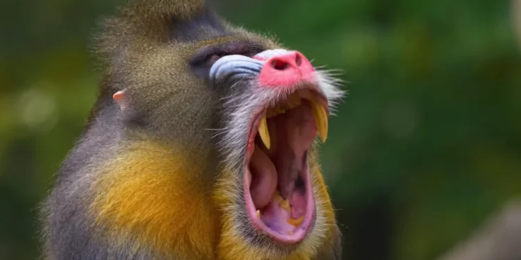 Rafiki from The Mufasa: The Lion King as Mandrill